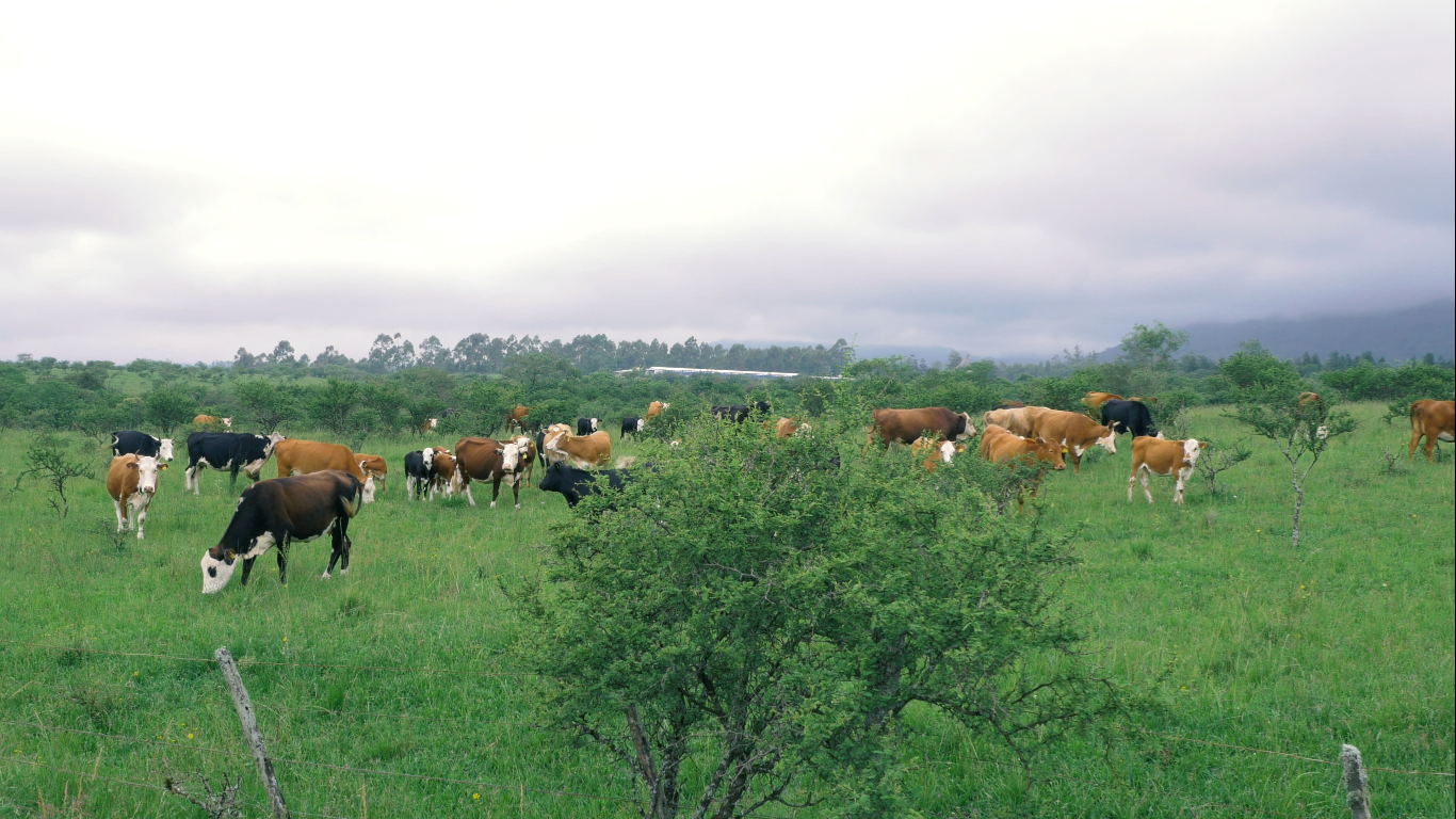Captura de pantalla (752)